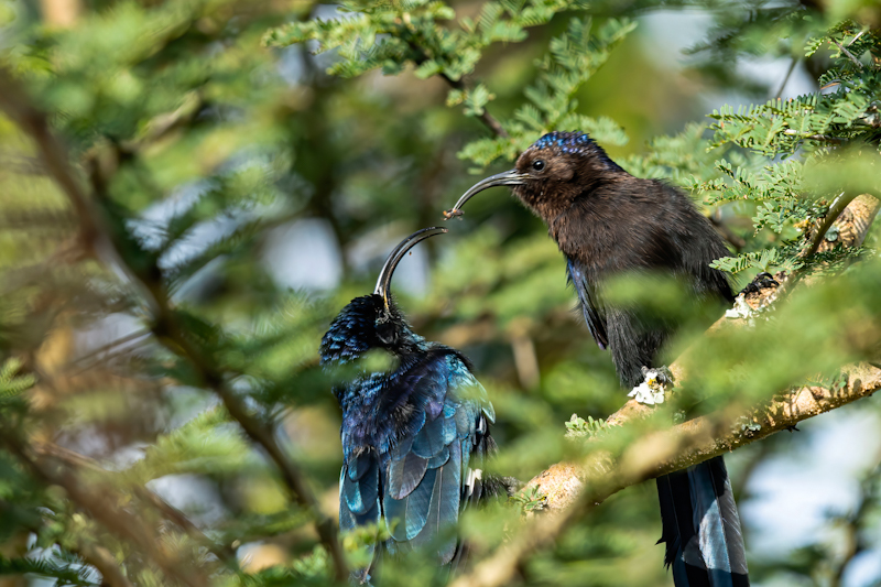 Birds